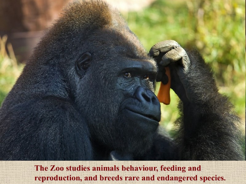 The Zoo studies animals behaviour, feeding and reproduction, and breeds rare and endangered species.